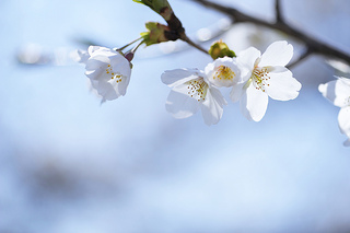 cherry-blossom-someiyoshino[1].jpg