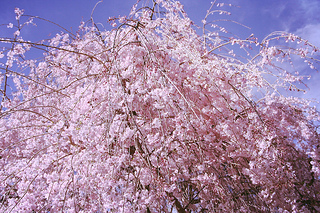 cherry-blossom-weeping-cherry[1].jpg