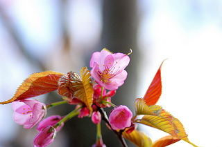 cherry-blossom-yamazakura[1].jpg