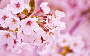 cherry-blossom-300x188.jpg