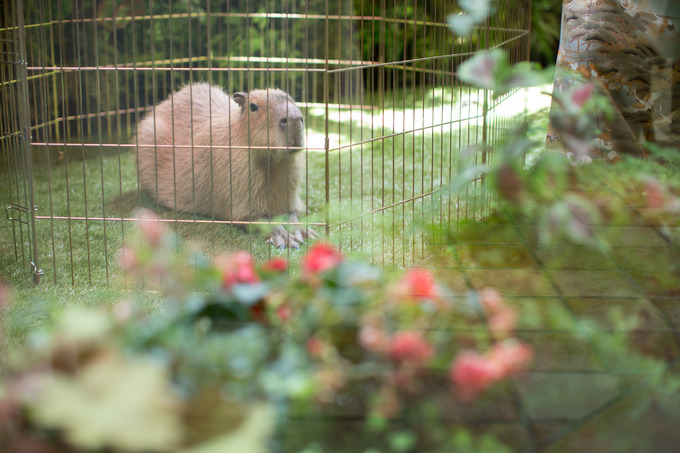 ａｎｇｅｐａｔｉｏ アンジェパティオ のプランナーブログ Animal Wedding 結婚式場 ウエディング 挙式 ブライダル ゼクシィ