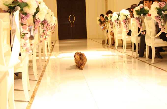 ペットのワンちゃんとファミリーウェディング 高知の結婚式場 ララシャンス迎賓館