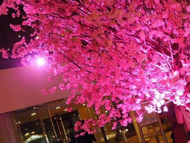桜写真.jpg