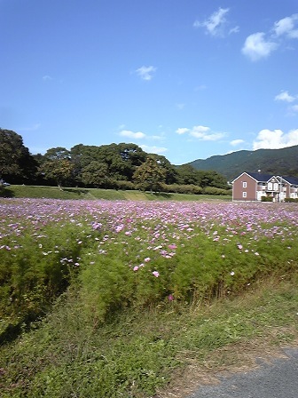 水城跡コスモス.jpg