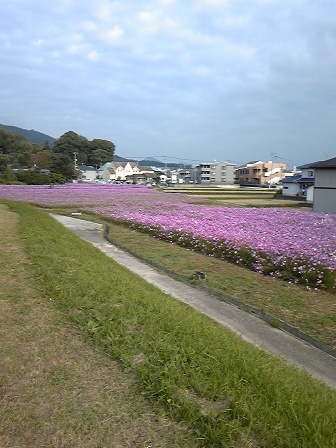 水城跡コスモス3.jpg