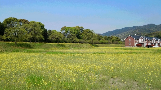 水城跡菜の花.jpg