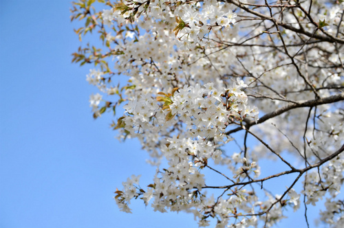 桜×空2-thumb.jpg