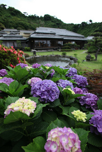 紫陽花×建物.jpg