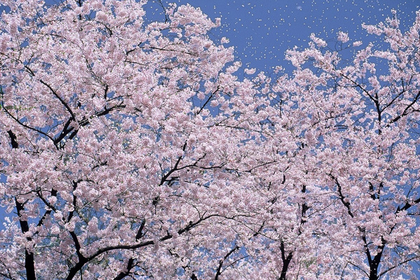 昼の桜1.jpg