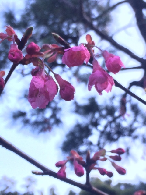 寒緋桜.JPG