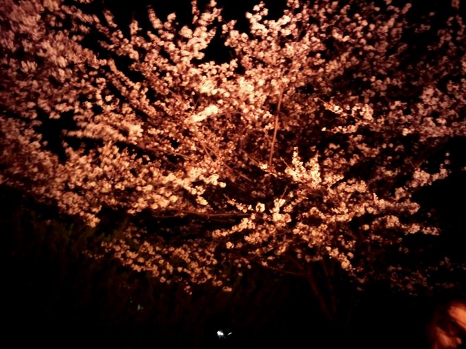 夜桜.JPG