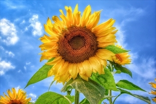 Sunflower_01_R[1].jpg