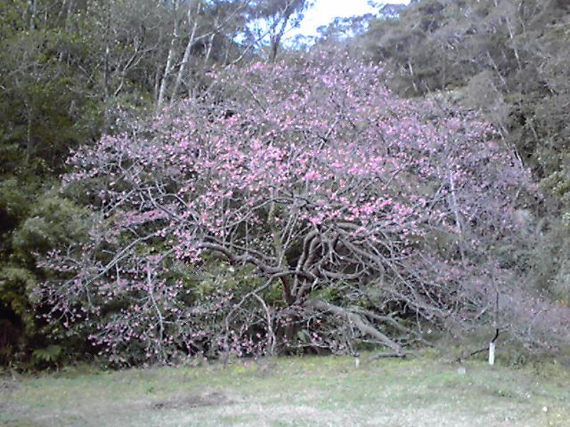 沖縄の桜.JPG