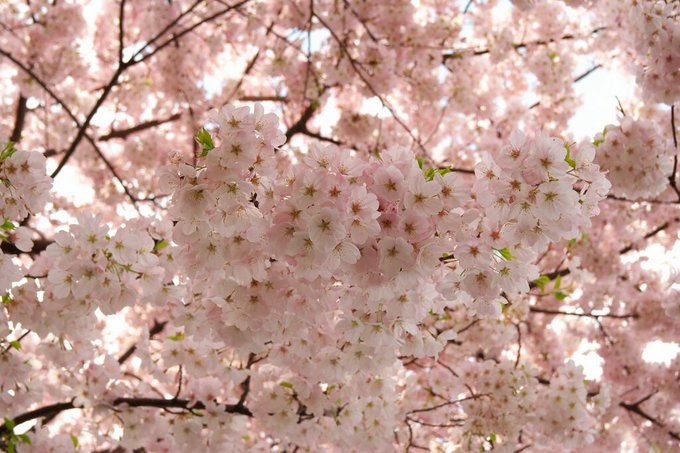 桜3.jpg