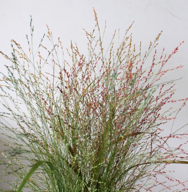 ｓｏｃｉａ２１ ソシア２１ のプランナーブログ 稲っぽくても おしゃれ花材なんです 結婚式場 ウエディング 挙式 ブライダル ゼクシィ