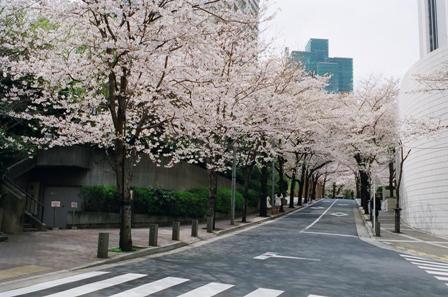 0403桜坂.JPG