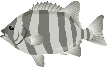 fish02.jpg