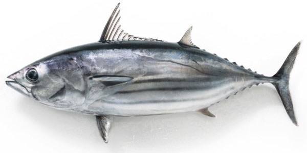 katsuo.jpg