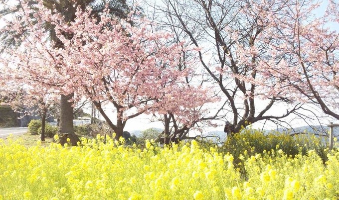 河津桜.jpg