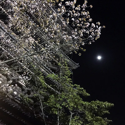 夜桜.jpg