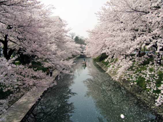 桜・松川.jpg