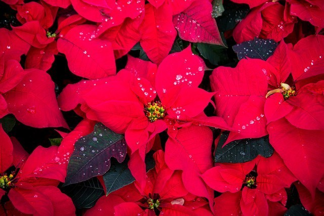 Poinsettia.jpg