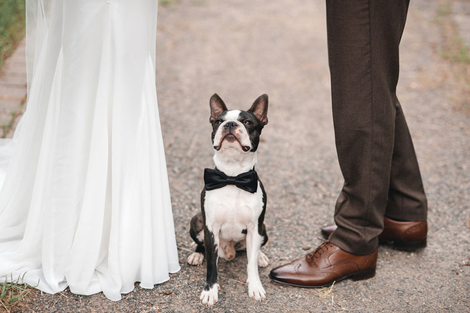 weddingdog.jpg