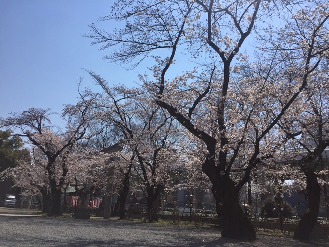 桜全景.jpg