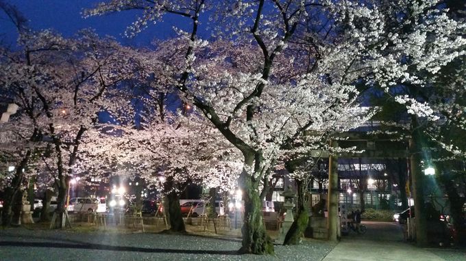 若宮 夜桜2.jpg